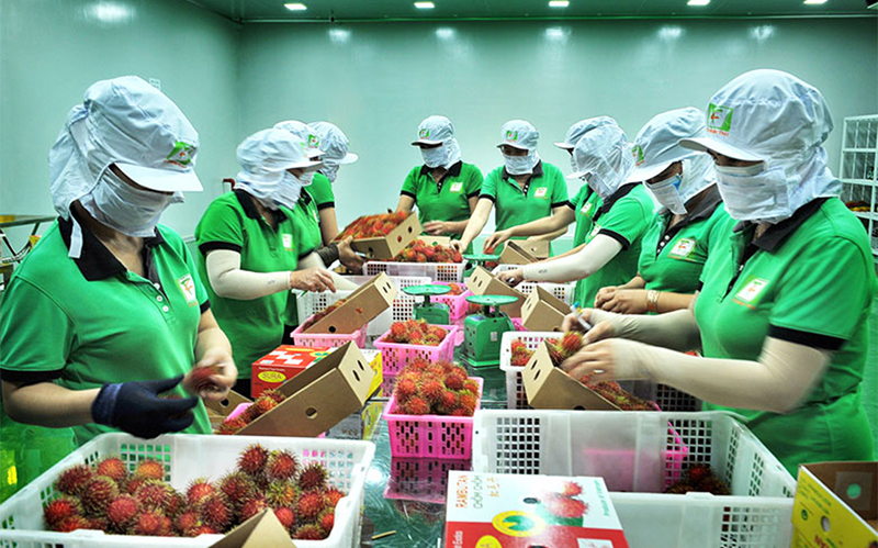 Danh sách các vùng trồng và cơ sở đóng gói 08 loại quả tươi truyền thống xuất khẩu sang Trung Quốc được cấp mã số (cập nhật đến ngày 2/8/2023)